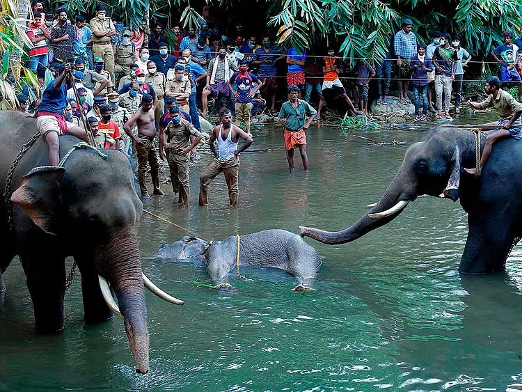 Dead elephant pineapple crackers Kerala 