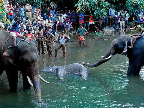 The carcass of a wild elephant is retrieved after it died due to injuries caused when locals fed her a pineapple filled with firecrackers on May 27, 2020 in Kerala, India.