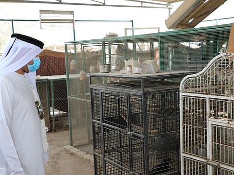 Inspectors seize animals in the hands of illegal traders 