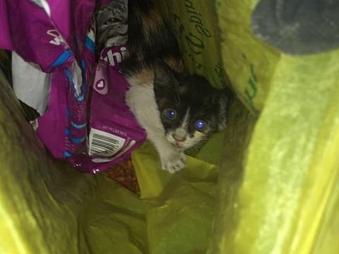 Cat rescued from a bridge in Sharjah 