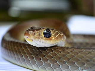 India: 40 baby snakes emerge from air-conditioner in farmer’s house