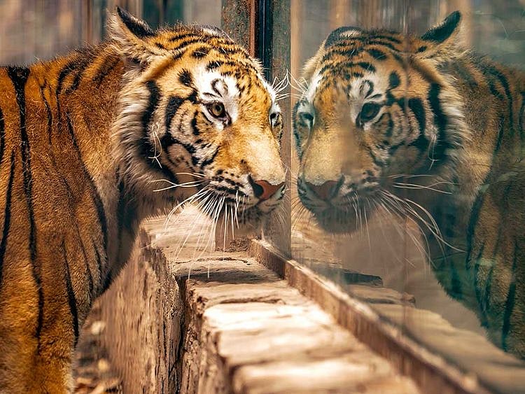 20200604 mexican zoos