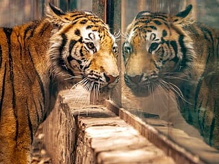 Mexican zoo saves animals endangered by COVID-19 crisis