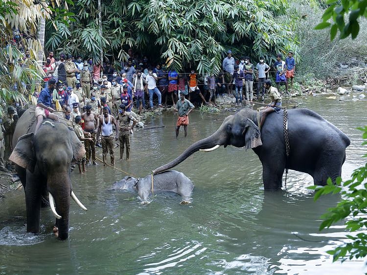 WIN KERLA Elephant-1591438142914