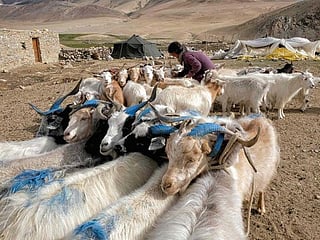 Tragic yarn: India-China border spat hits global cashmere production