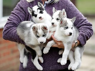 COVID-19: Lockdown Britain sees surge in demand for dogs