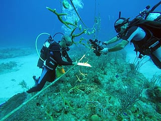 Photos: With pristine reefs at stake, Cuba bets on coral nurseries