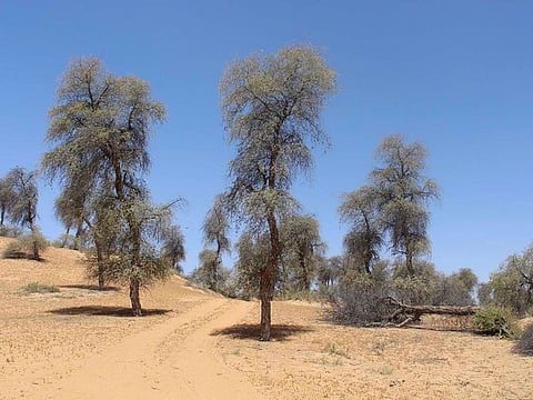 Evidence of the destruction of flora and fauna in Sharjah 