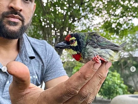 MS Dhoni saves a bird