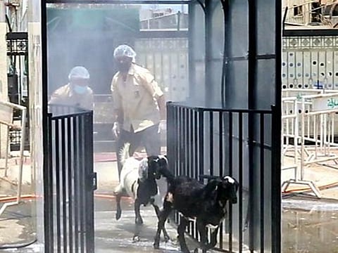 Goats walk through spray gates at Khalid Port
