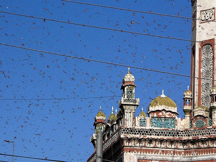 Pakistan fights locusts