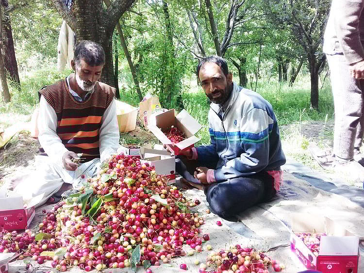 WIN WEB 200607 Cherry-Kashmir2-1591781483619
