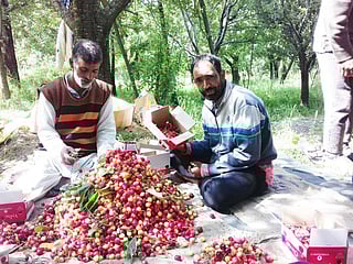 COVID-19: Kashmir’s cherry farmers struggle to sell bumper harvest
