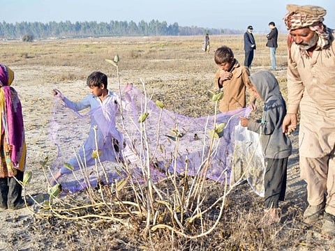 Pakistanis find opportunity in massive locust outbreak by successfully turning pests into poultry feed. The pilot project was implemented in Okara district. 