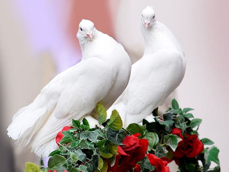 Doves