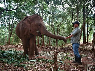 COVID-19: Thailand's unemployed elephants migrate to home village