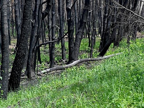 Ukraine scientists see signs of hope after huge Chernobyl fires