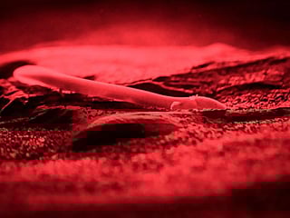 Photos: 'Baby dragons' go on display in Slovenia