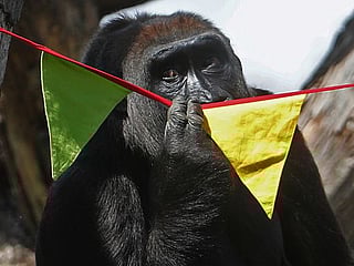 Need a bit more human contact? So do London Zoo's gorillas 