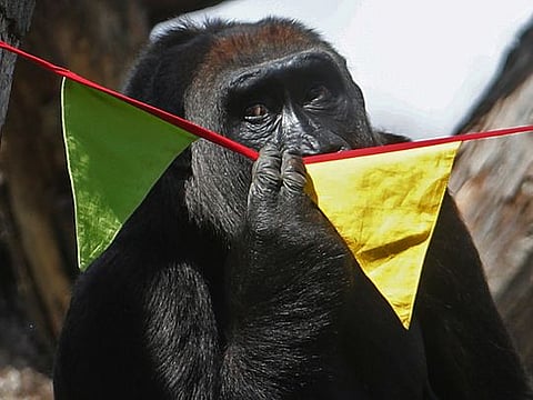 Need a bit more human contact? So do London Zoo's gorillas 