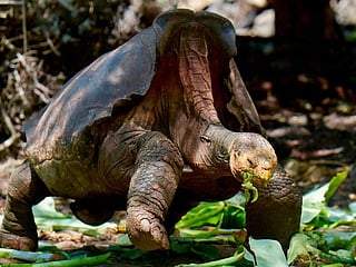 In this file photo taken on February 27, 2019 Diego, a tortoise of the endangered Chelonoidis hoodensis subspecies from Espanola Island, is seen in a breeding centre at the Galapagos National Park on Santa Cruz Island in the Galapagos archipelago, located some 1,000 km off Ecuador's coast. Picture for illustrative purposes only.