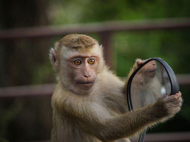 Monkey