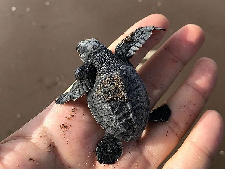 The Olive Ridley turtle is the second-smallest and most abundant of the world’s six marine turtle species.