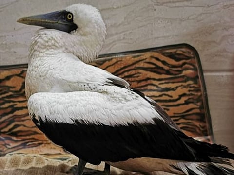Gannet rescued in Musandam after swallowing hook