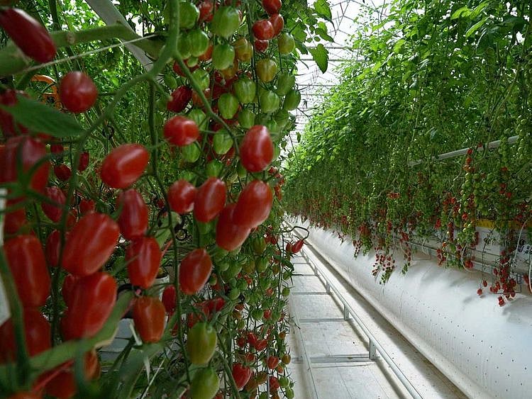UAE food and farming