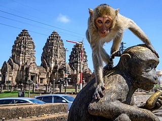 Thailand's monkey town launches sterilisation campaign