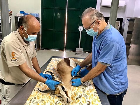 The vet clinic at Al Ain Zoo