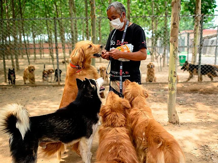 NGO No Dogs Left Behind China NGO shelter