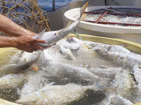 A fish catch at the fish farm in Jebel Ali