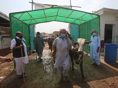 Vendors walk through disinfectant tunnel with their cattle to help to contain the spread of coronavirus, at a cattle market set up for the upcoming Muslim festival Eid Al Adha in Peshawar, Pakistan, Tuesday, June 30, 2020. 