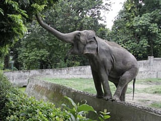 India: Kerala wild elephant rescued from well after four hours