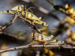 Photos: Swarms of locusts devastate parts of northern Kenya 