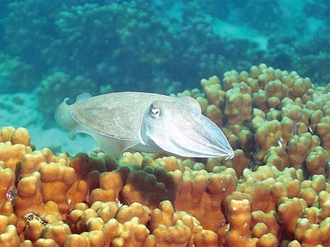 Abu Dhabi Municipality renamed Al Dhabiya coastal area to Al Nouf to highlight its local heritage.
