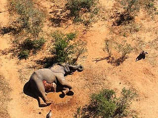 Photos: The mysterious deaths of Botswana elephants