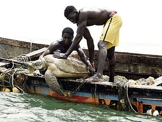 Senegal: Fishermen become protectors of sea turtles