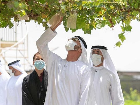 Sheikh Mohamed expressed his satisfaction at seeing the ambitious projects developed by Emiratis who are keen to apply the latest agricultural systems and technologies to provide the finest products that contribute to achieving sustainable food security in the country.