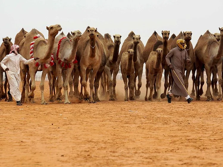  Saudi camel