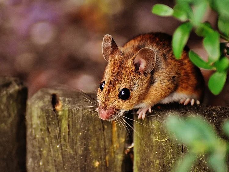 Rat
