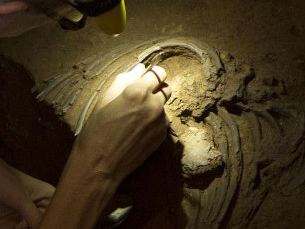 About 60,000 years ago, some ancestors of modern humans expanded out of Africa and swept across Europe, Asia and Australia. These people encountered Neanderthals and interbred. Once Neanderthal DNA entered our gene pool, it spread down through the generations, long after Neanderthals became extinct.