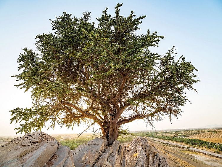 100 year old yew tree discovered in Abu Dhabi