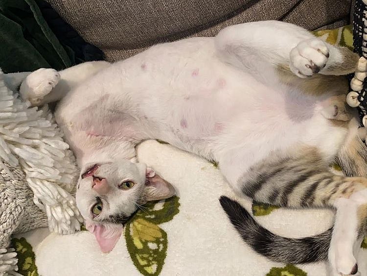 The three legged kitten