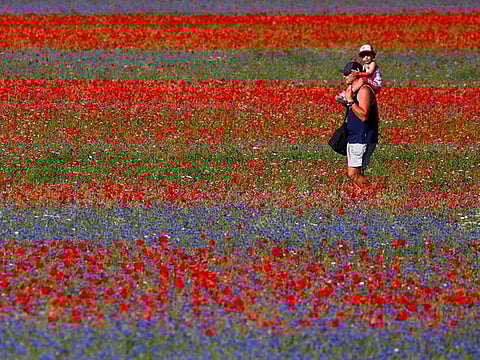 Italy: The blooming lentil fields of Castelluccio