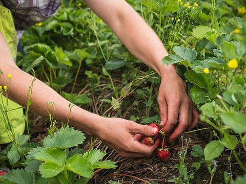 Finns turn to berry-picking as COVID-19 job losses bite
