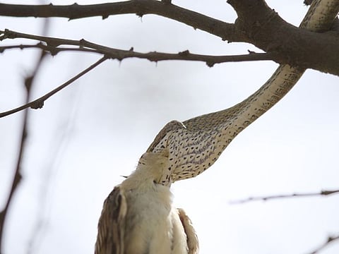 Who wins in the battle between a snake and a sparrow?