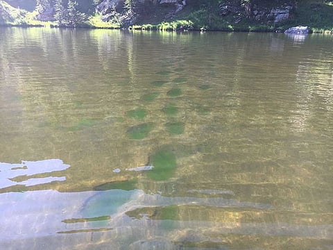 Algae in mountain lakes in Rocky Mountain National Park in Colorado.