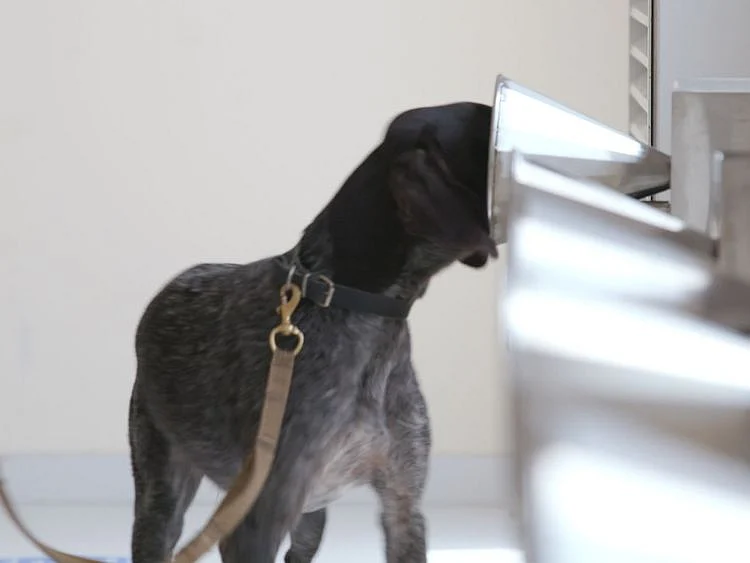 A K9 dog